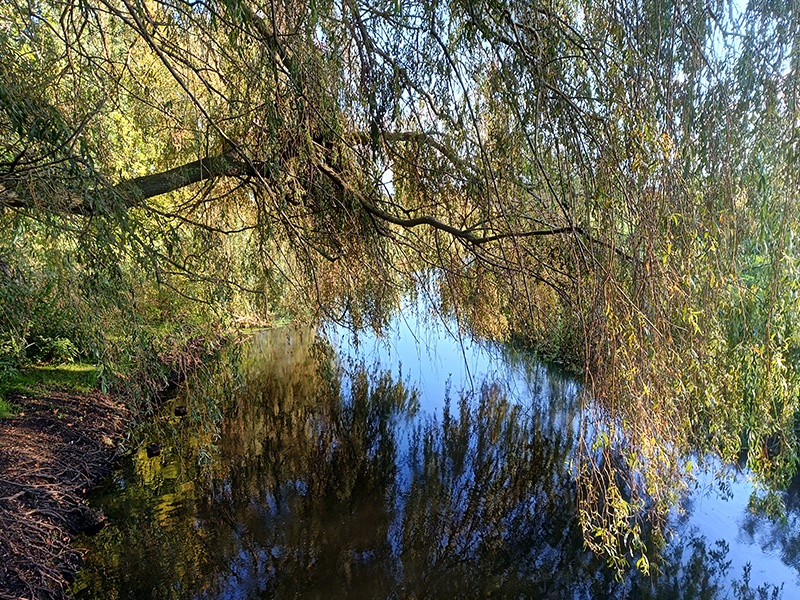 OUT.VIVA aus Rostock