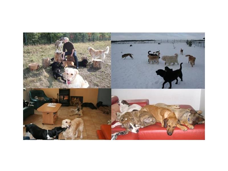 Vivimei Hundehotel aus Schwerin
