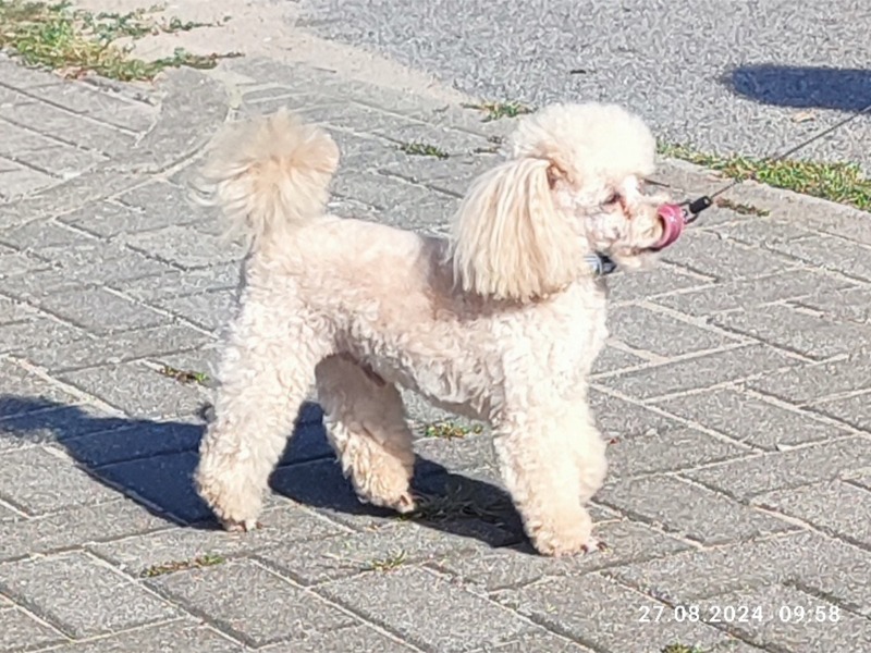 Kelly's Hundestube aus Ferdinandshof Kelly's Hundestube aus Ferdinandshof