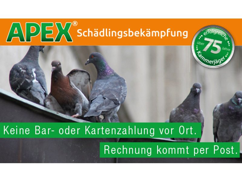 APEX Schädlingsbekämpfung aus Köln APEX Schädlingsbekämpfung aus Köln
