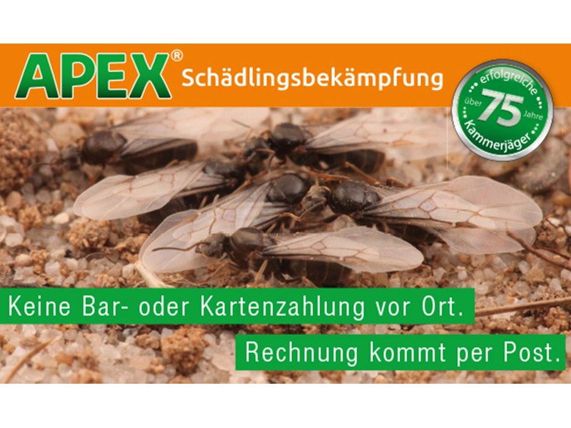 APEX Schädlingsbekämpfung aus Köln APEX Schädlingsbekämpfung aus Köln