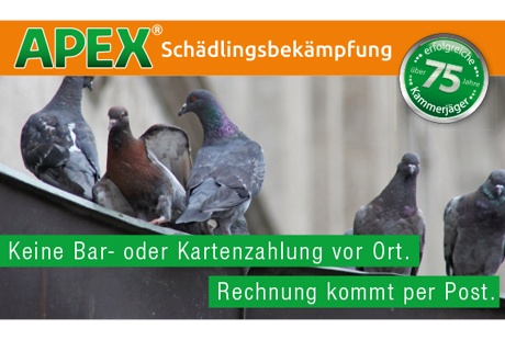 APEX Schädlingsbekämpfung aus Dortmund